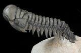 Crotalocephalina Trilobite - Great Detail #39796-3